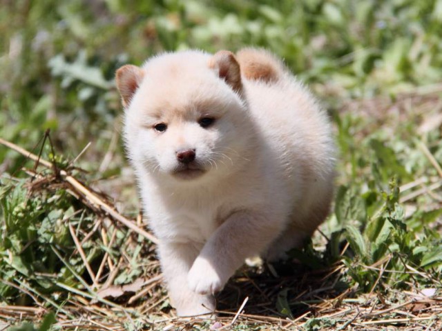 IMG_9429-shibainu-koinu IMG_9429-shibainu-koinu