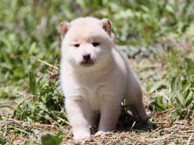 IMG_9436-shibainu-koinu IMG_9436-shibainu-koinu