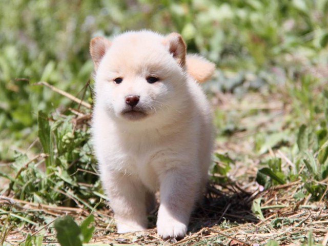 IMG_9447-shibainu-koinu IMG_9447-shibainu-koinu