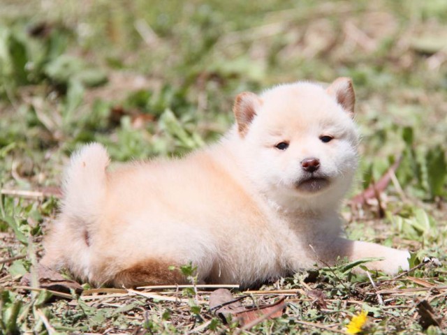 IMG_9477-shibainu-koinu IMG_9477-shibainu-koinu