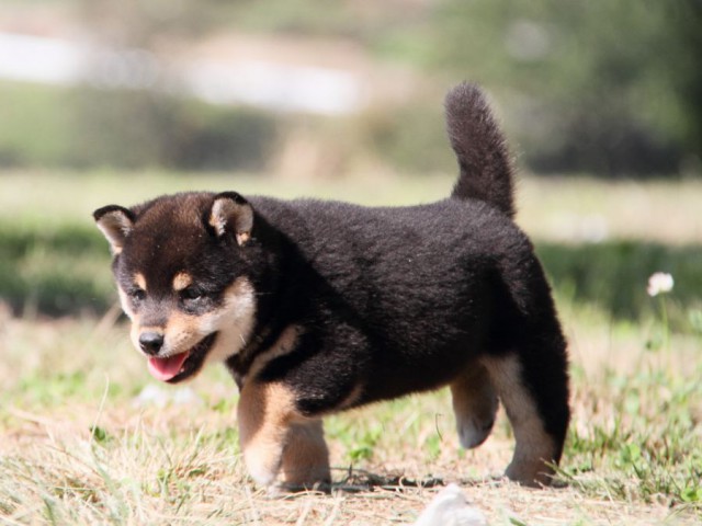 IMG_9510-shibainu-koinu IMG_9510-shibainu-koinu