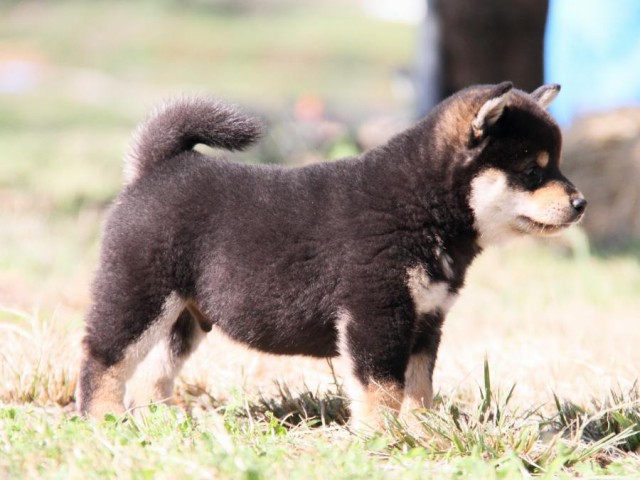 IMG_9526-shibainu-koinu IMG_9526-shibainu-koinu