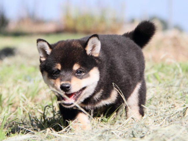 IMG_9539-shibainu-koinu IMG_9539-shibainu-koinu