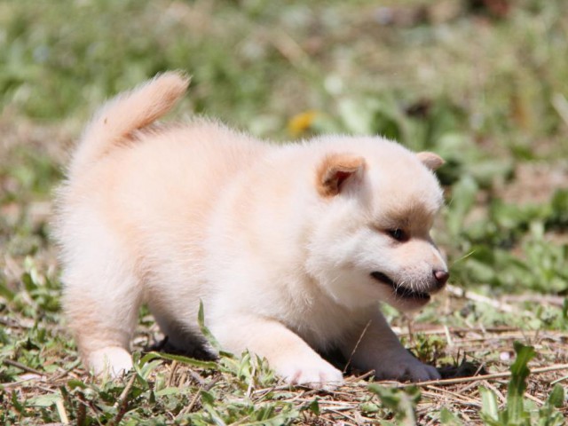IMG_9546-shibainu-koinu IMG_9546-shibainu-koinu