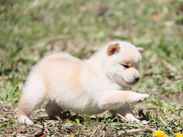 IMG_9556-shibainu-koinu IMG_9556-shibainu-koinu
