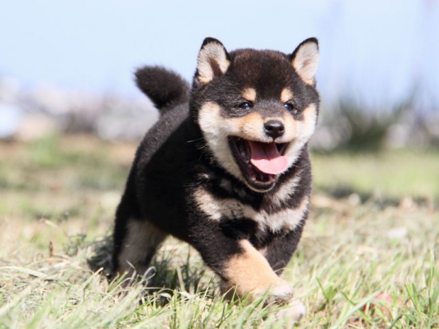IMG_9625-shibainu-koinu IMG_9625-shibainu-koinu