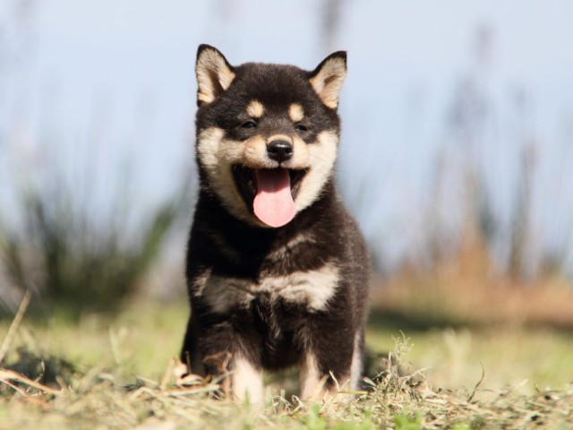 IMG_9641-shibainu-koinu IMG_9641-shibainu-koinu
