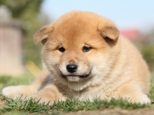 IMG_9644-shibainu-puppy IMG_9644-shibainu-puppy