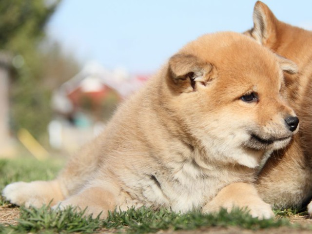 IMG_9651-shibainu-puppy IMG_9651-shibainu-puppy