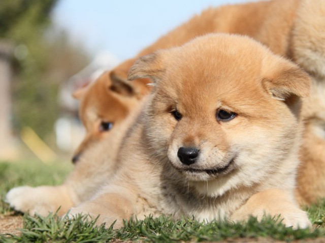 IMG_9652-shibainu-puppy IMG_9652-shibainu-puppy