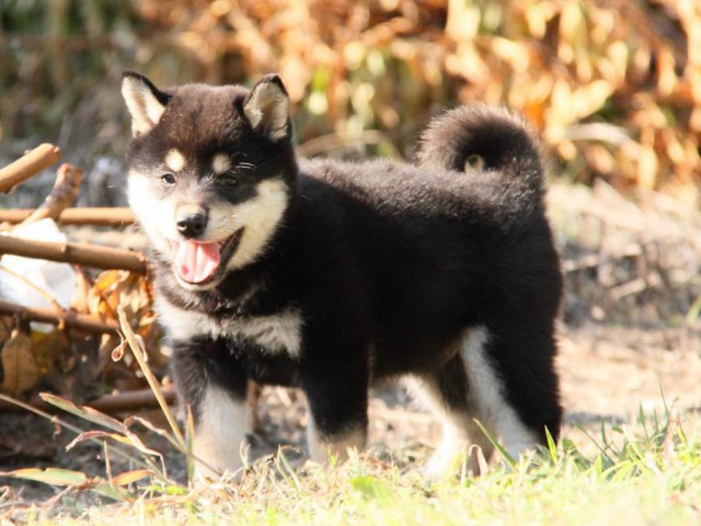 IMG_9674-shibainu-koinu IMG_9674-shibainu-koinu