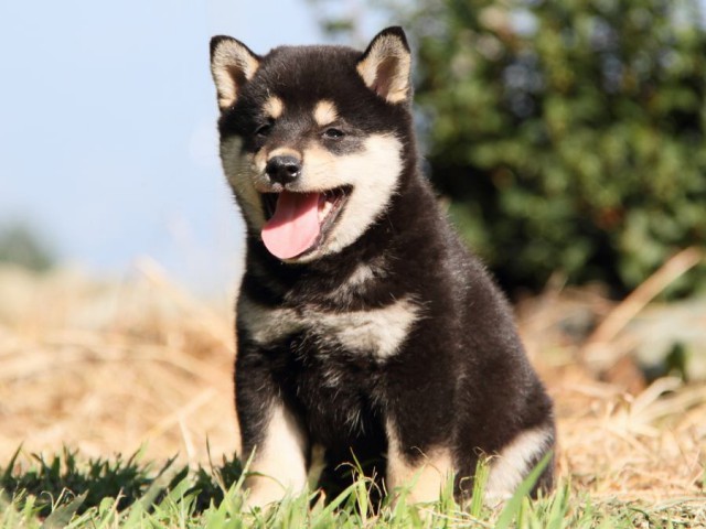 IMG_9689-shibainu-koinu IMG_9689-shibainu-koinu