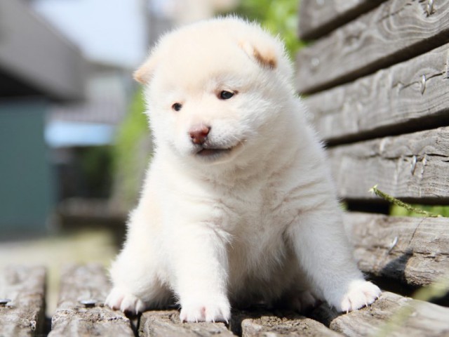 IMG_9702-shibainu-koinu IMG_9702-shibainu-koinu