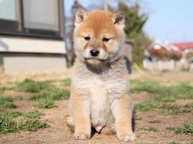IMG_9734-shibainu-puppy IMG_9734-shibainu-puppy