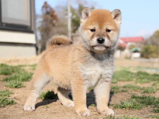 IMG_9738-shibainu-puppy IMG_9738-shibainu-puppy