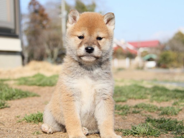 IMG_9745-shibainu-puppy IMG_9745-shibainu-puppy