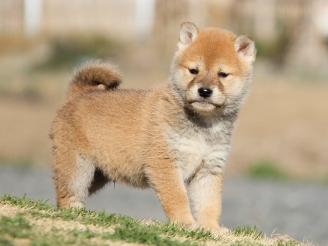 IMG_9765-shibainu-puppy IMG_9765-shibainu-puppy