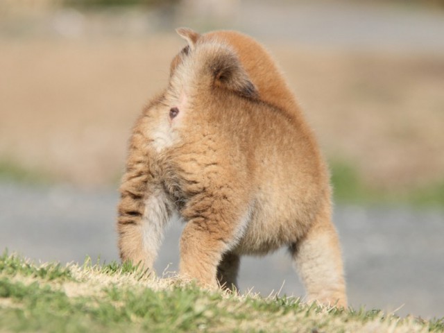 IMG_9772-shibainu-puppy IMG_9772-shibainu-puppy