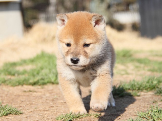 IMG_9781-shibainu-puppy IMG_9781-shibainu-puppy