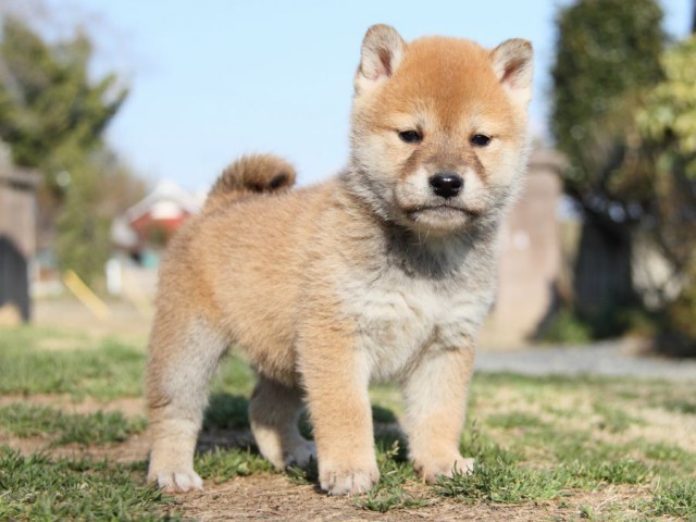 IMG_9785-shibainu-puppy IMG_9785-shibainu-puppy
