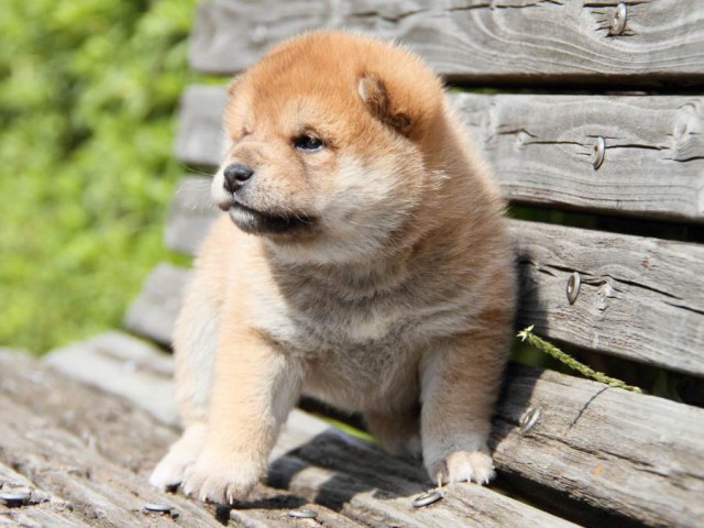 IMG_9815-shibainu-koinu IMG_9815-shibainu-koinu
