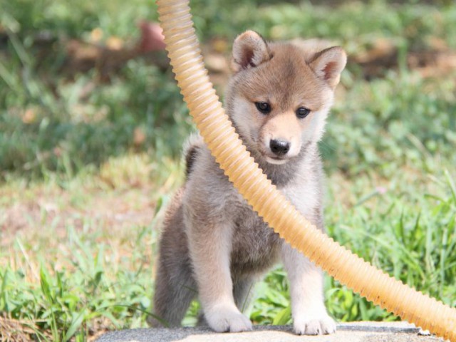 IMG_9833-shibainu-puppy IMG_9833-shibainu-puppy