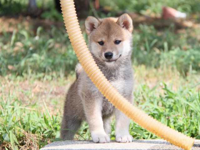 IMG_9845-shibainu-puppy IMG_9845-shibainu-puppy