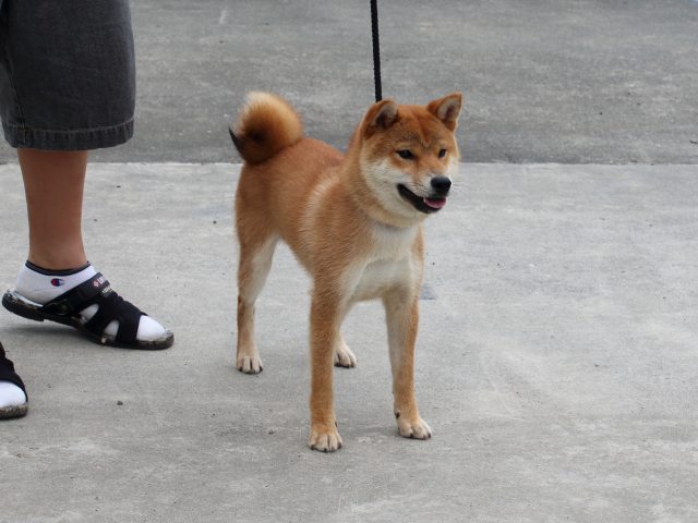 IMG_9857-shiba-puppy IMG_9857-shiba-puppy