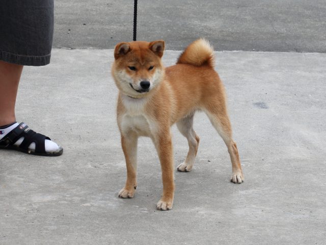 IMG_9860-shiba-puppy IMG_9860-shiba-puppy