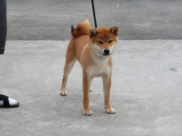 IMG_9871-shiba-puppy IMG_9871-shiba-puppy