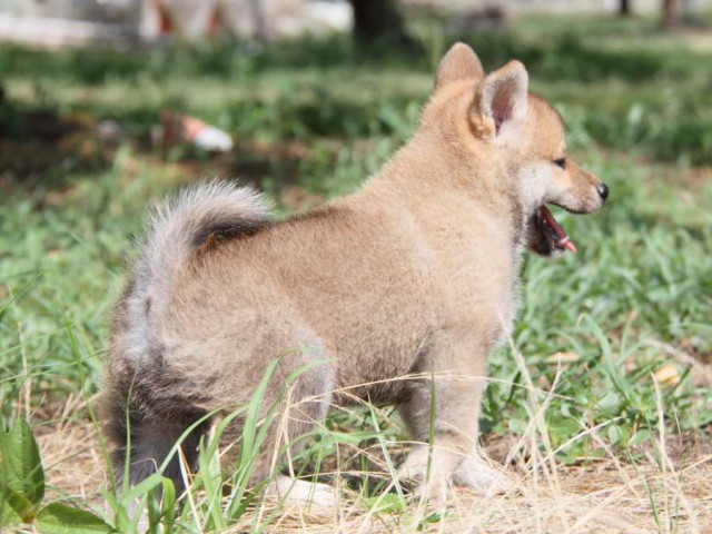 IMG_9876-shibainu-puppy IMG_9876-shibainu-puppy