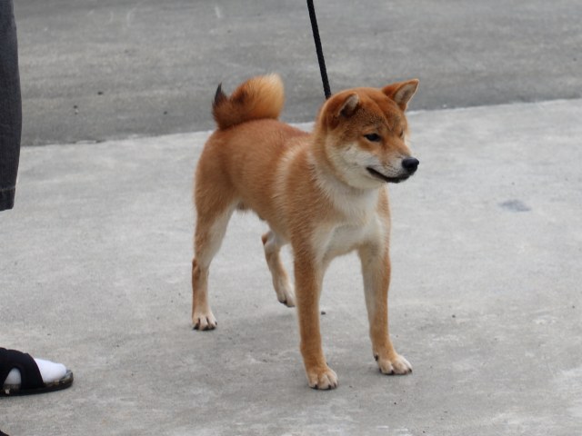 IMG_9877-shiba-puppy IMG_9877-shiba-puppy