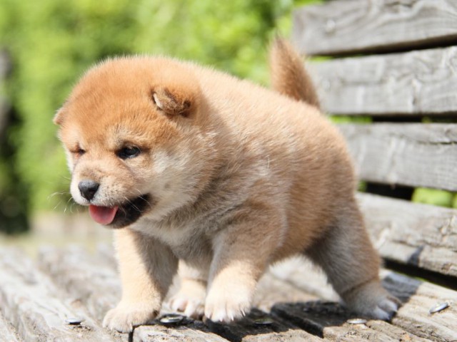 IMG_9877-shibainu-koinu IMG_9877-shibainu-koinu