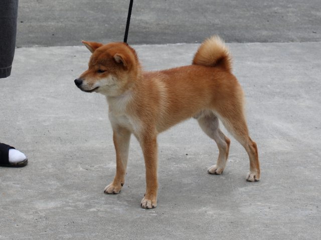 IMG_9883-shiba-puppy IMG_9883-shiba-puppy