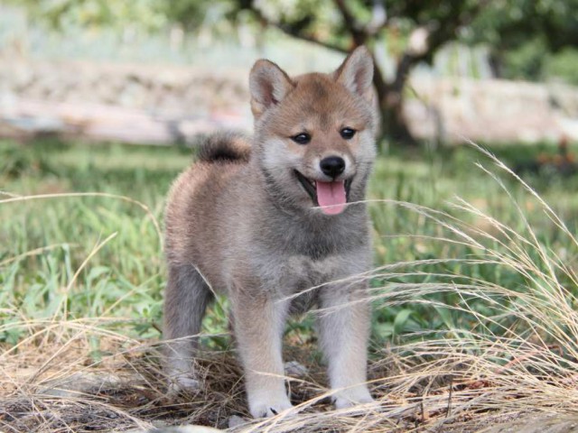 IMG_9899-shibainu-puppy IMG_9899-shibainu-puppy