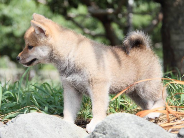 IMG_9920-shibainu-puppy IMG_9920-shibainu-puppy