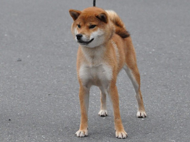 SHIBADSC_0574 SHIBADSC_0574