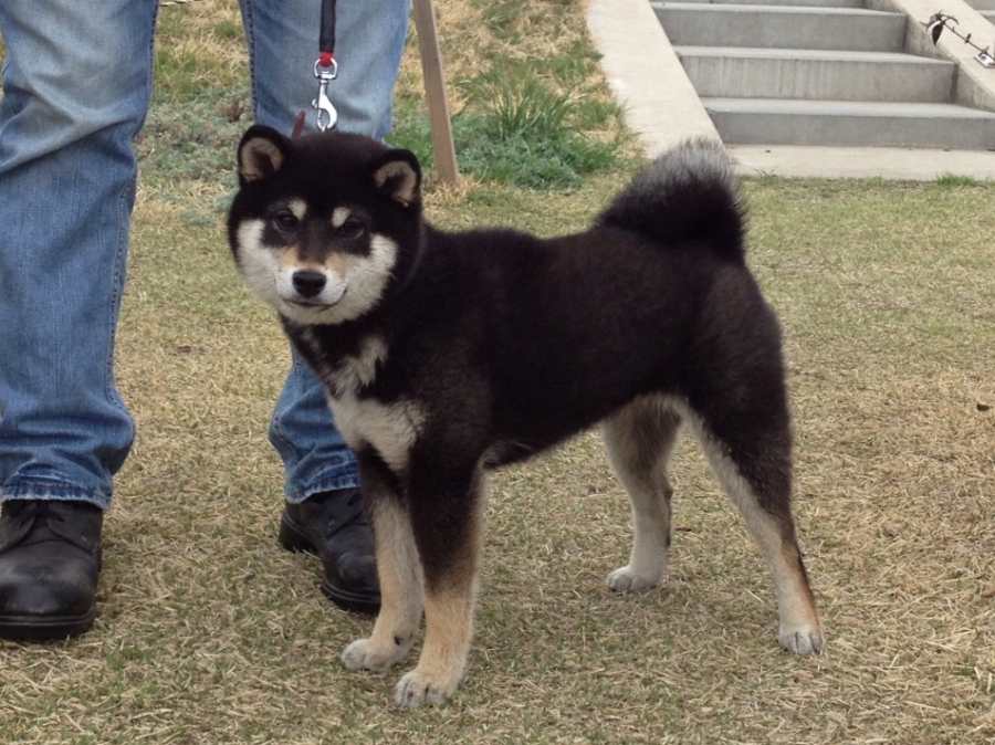 haha-shibainu-puppy