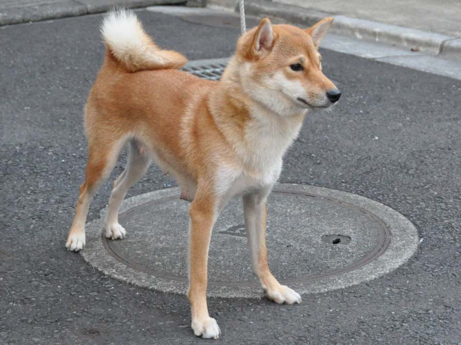 kikuhime