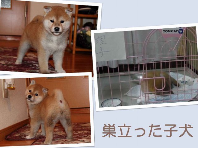 sudati2167-puppy sudati2167-puppy