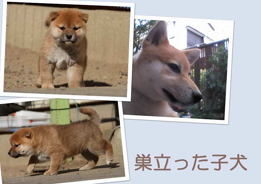 sudati2178-puppy