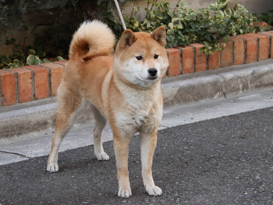 tumugi