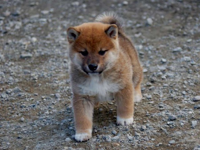 unnamed-shibainu-koinu unnamed-shibainu-koinu