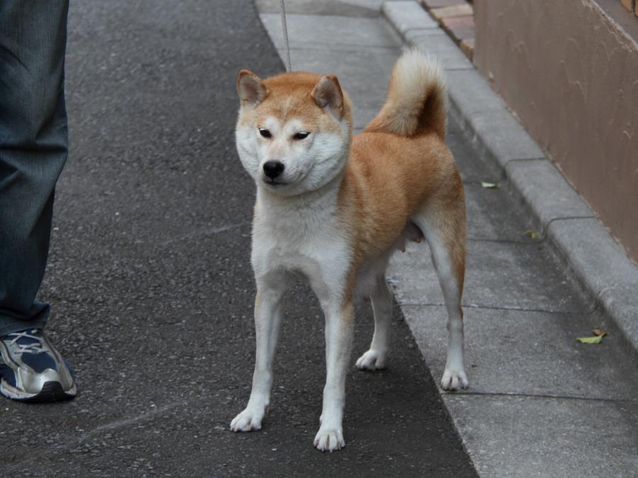 yuuka