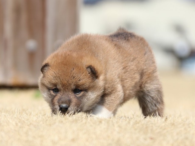 IMG_0133-koinu-puppy IMG_0133-koinu-puppy