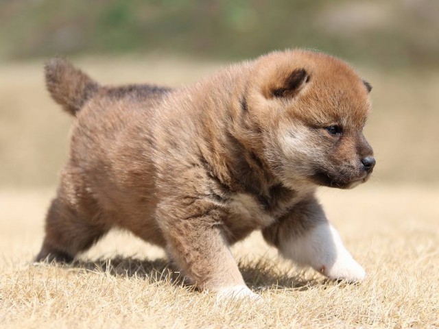 IMG_0143-koinu-puppy IMG_0143-koinu-puppy