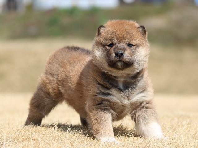 IMG_0149-koinu-puppy IMG_0149-koinu-puppy