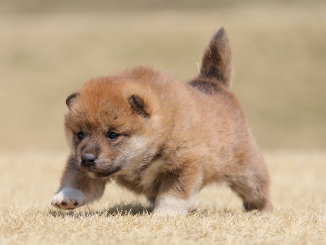 IMG_0158-koinu-puppy IMG_0158-koinu-puppy