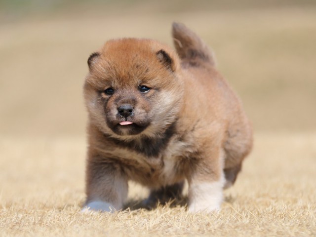 IMG_0161-koinu-puppy IMG_0161-koinu-puppy