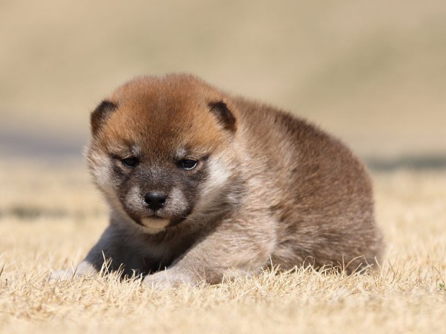 IMG_0277-koinu-puppy IMG_0277-koinu-puppy